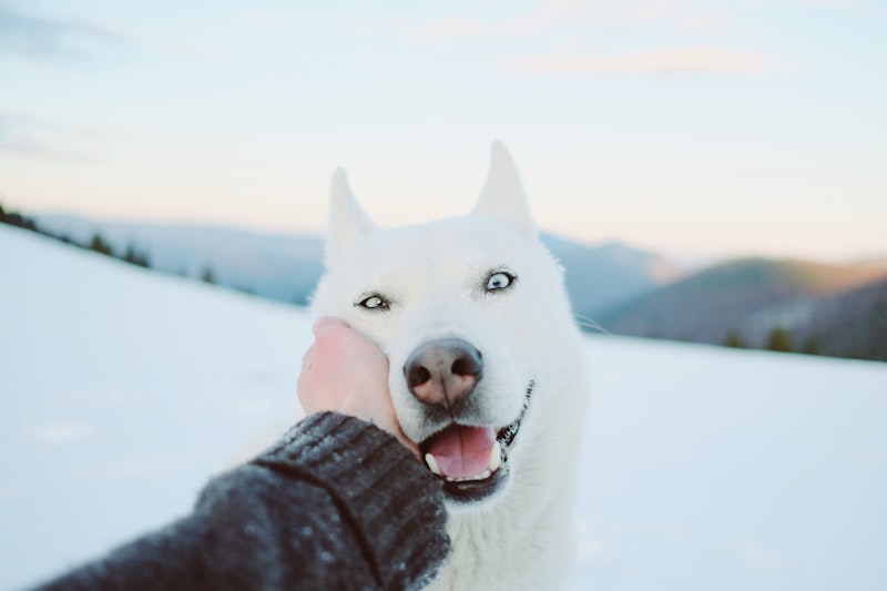 WolfsTeam — white siberian husky